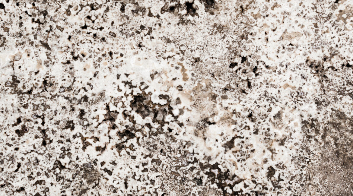 How to Fight Mould in your Bathroom | Speedy Shower Screens